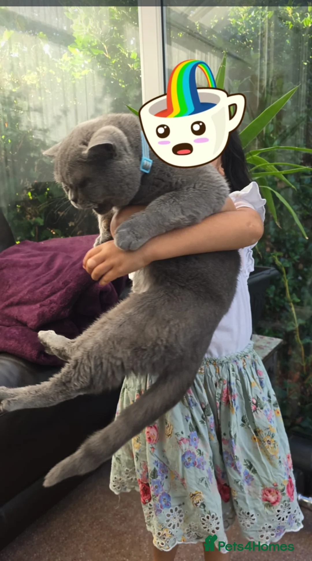 British Shorthair cats for sale: Hugo  - Advert 2