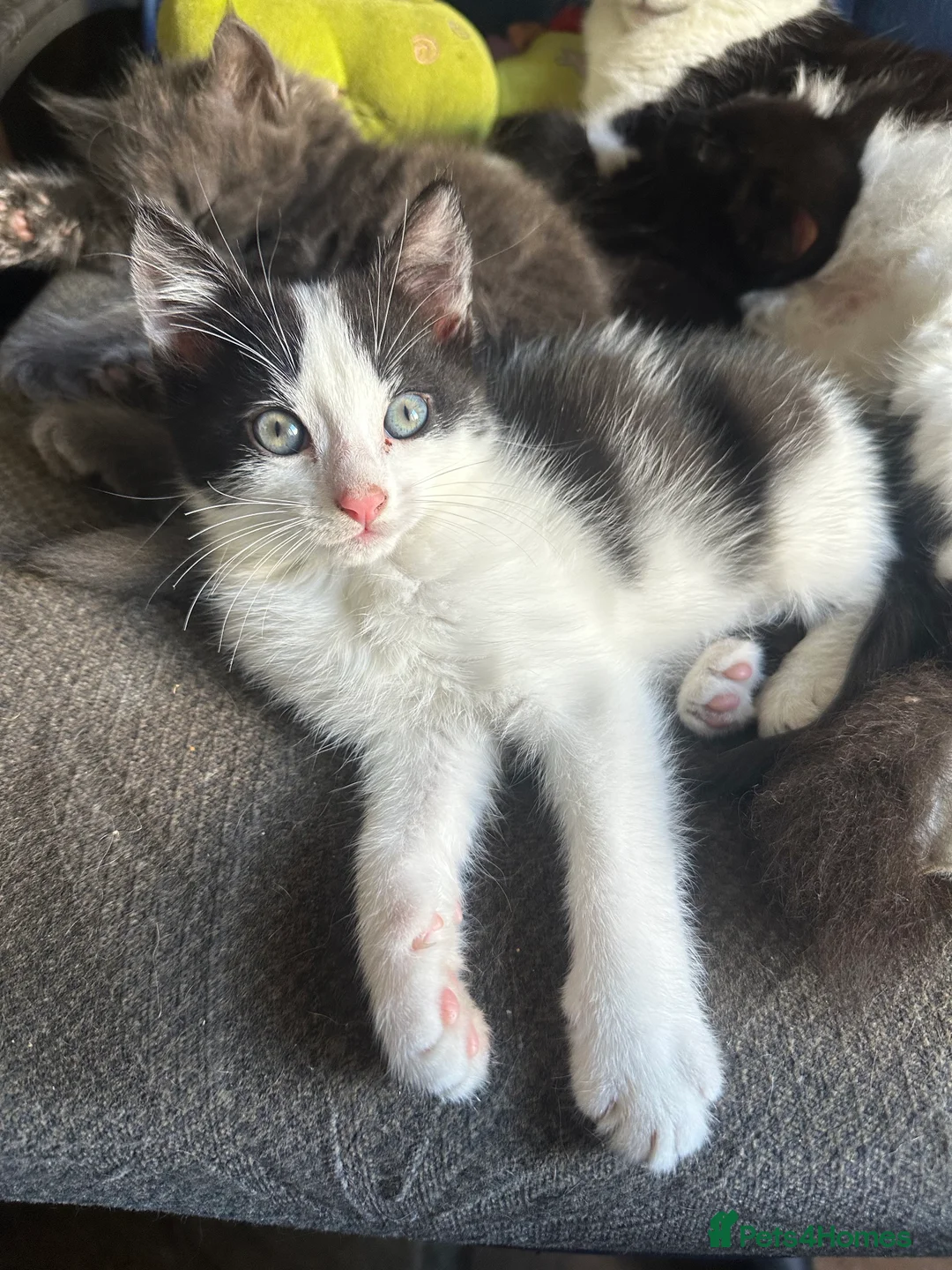 Mixed Breed cats for sale: Kittens looking for their loving forever home - Advert 4