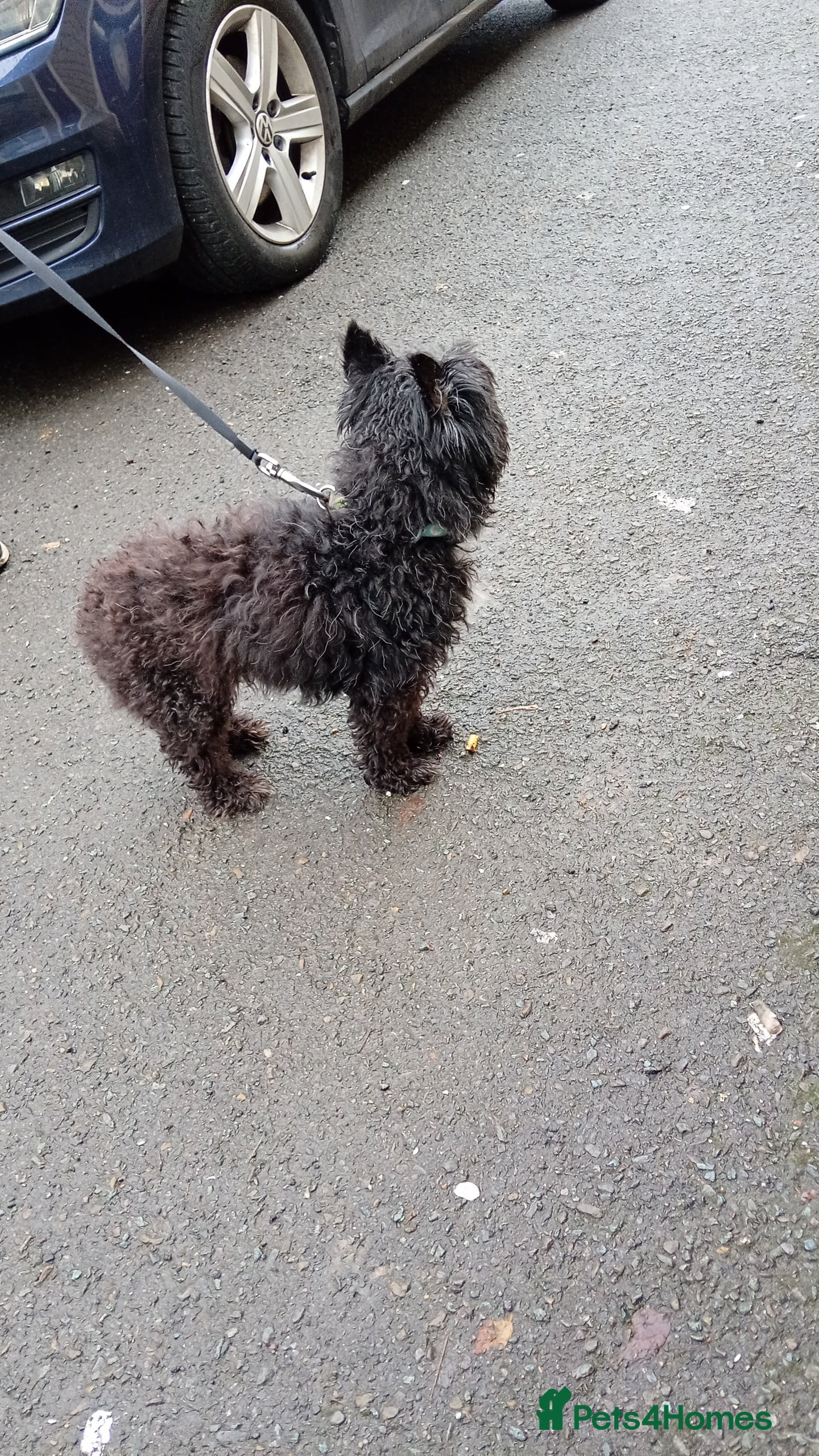 Yorkiepoo dogs Boy for sale  - Advert 2