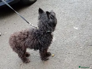 Yorkiepoo dogs Boy for sale - Advert 2