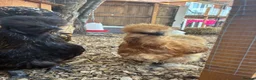 Mixed Breed poultry for sale: 5young hens 2 polish layers 3 silkies  - Advert 12