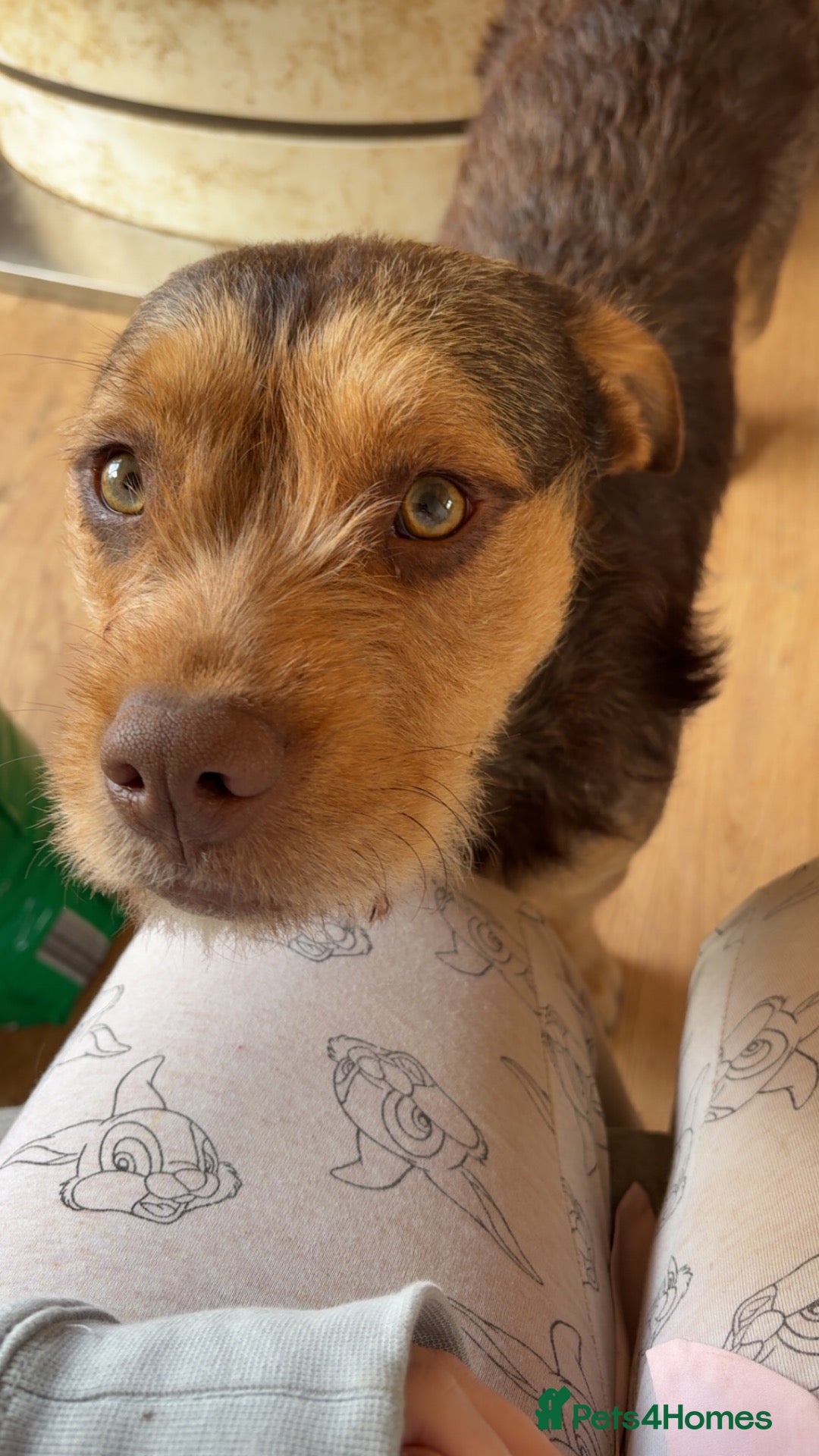 Mixed Breed dogs Lurcher x bulldog  - Advert 3