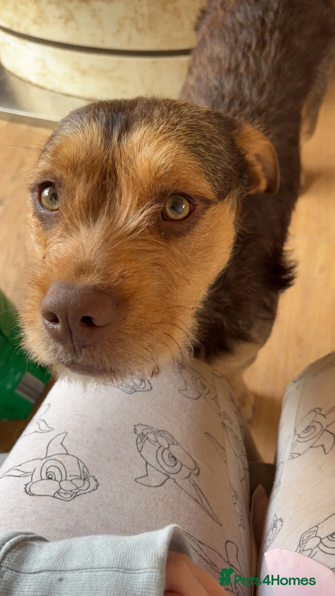 Mixed Breed dogs for sale: Lurcher x bulldog  in Swadlincote - Advert 1