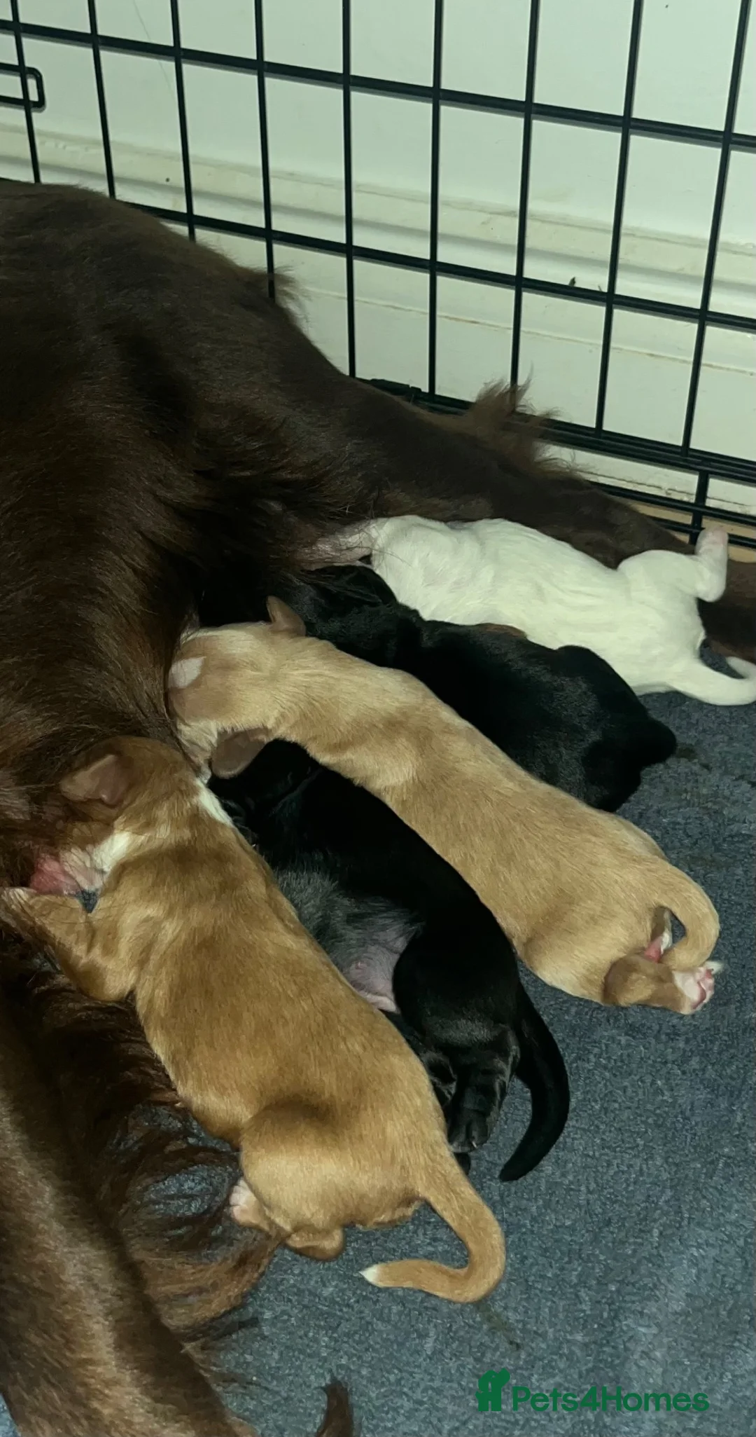 Cocker Spaniel dogs for sale: Working cocker pups  - Advert 1