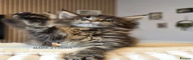 Maine Coon 11