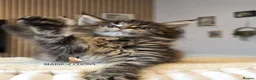 Maine Coon cats for sale: Maine coon kittens - Advert 28