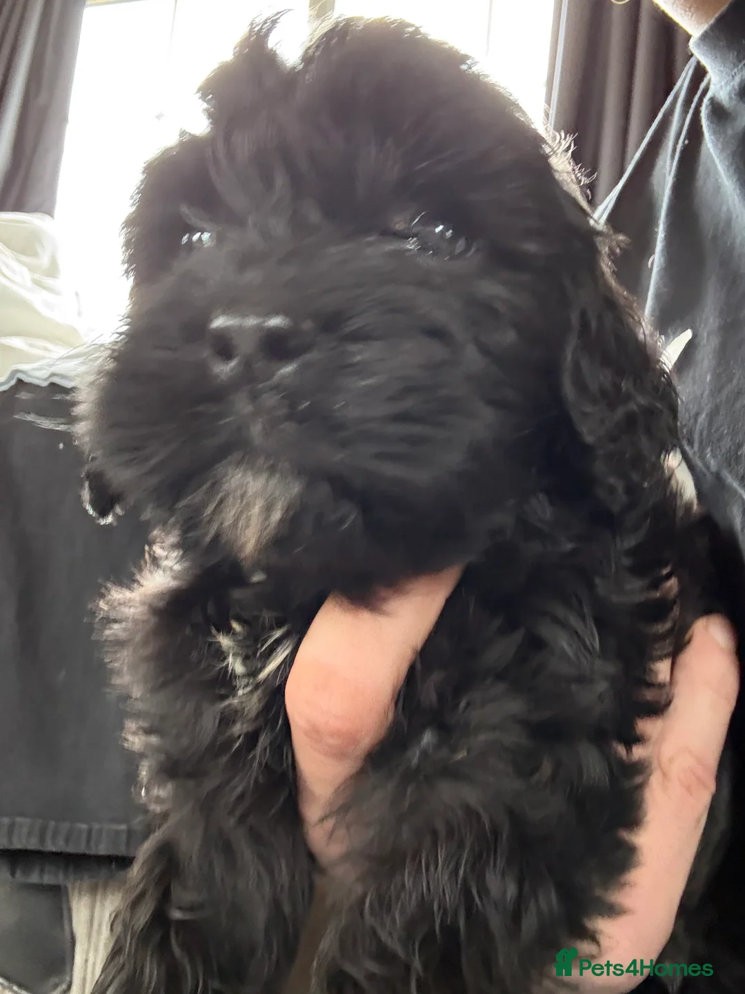 Mixed Breed dogs for sale: Mini Cavapoo puppy’s black and gold  - Advert 13