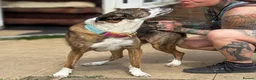 Mixed Breed dogs for adoption: Cisco - low energy cuddle bug!  in London - Advert 17