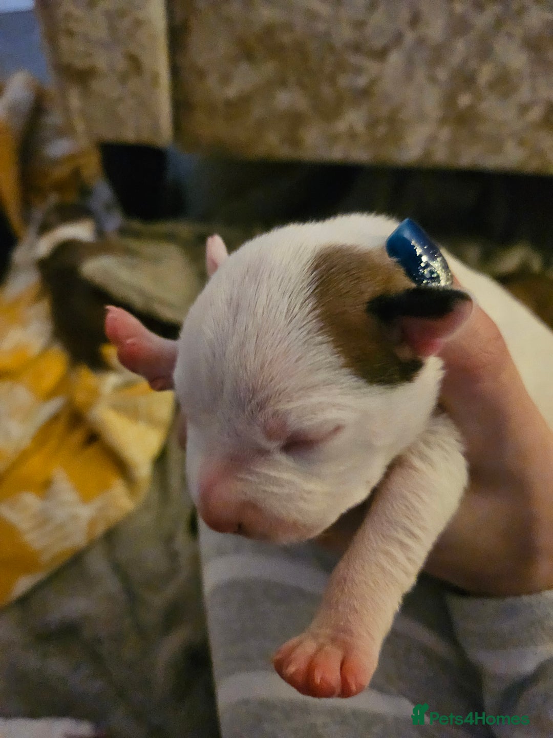 Staffordshire Bull Terrier dogs for sale: Staffy puppies - Advert 9