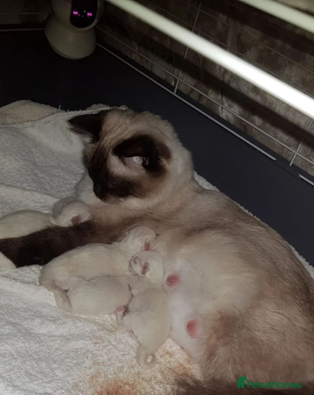 Ragdoll cats for sale: Stunning Chunky Ragdoll Male - TICA Registered  - Advert 14