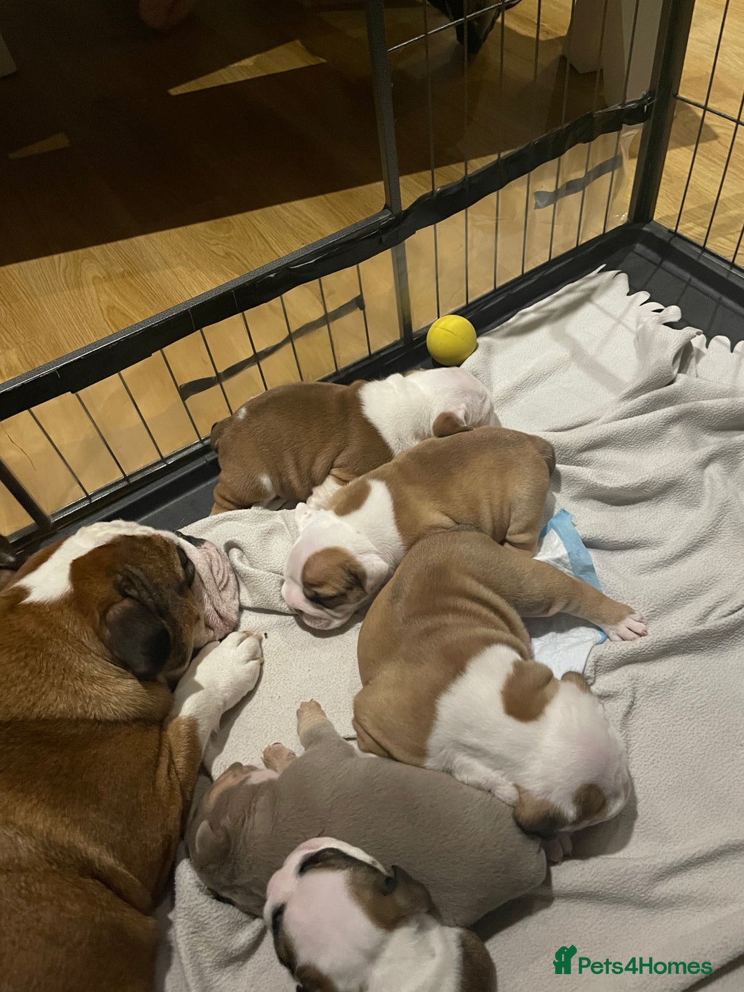 English Bulldog dogs for stud: English bulldog stud - KC registered in Wickford - Advert 15