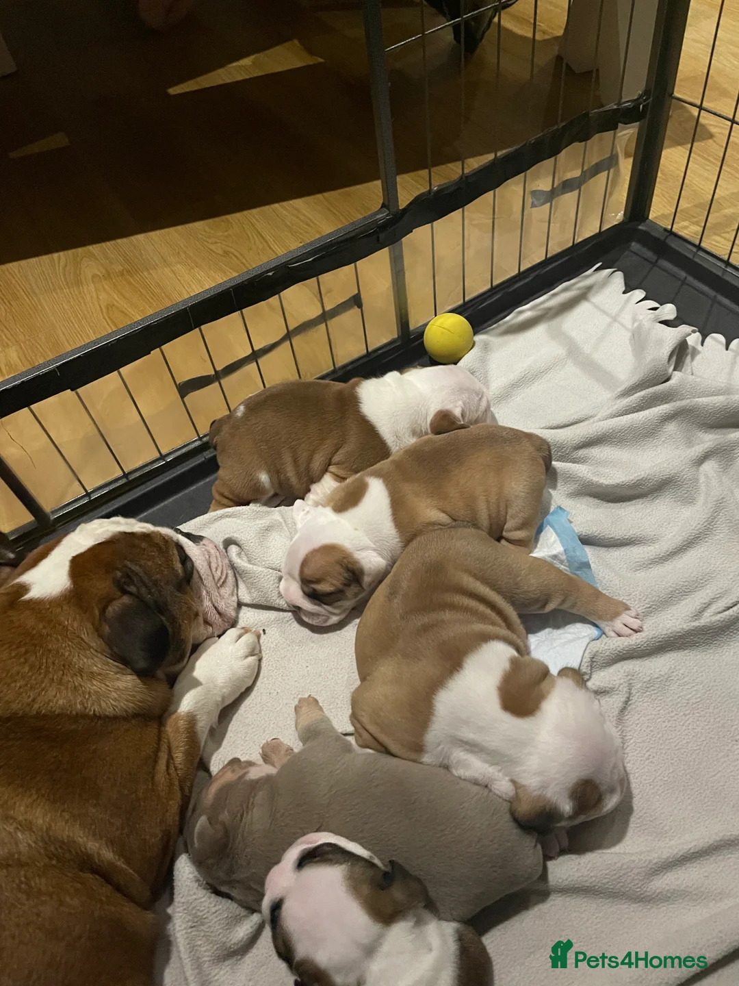 English Bulldog dogs for stud: English bulldog stud - KC registered in Wickford - Advert 15