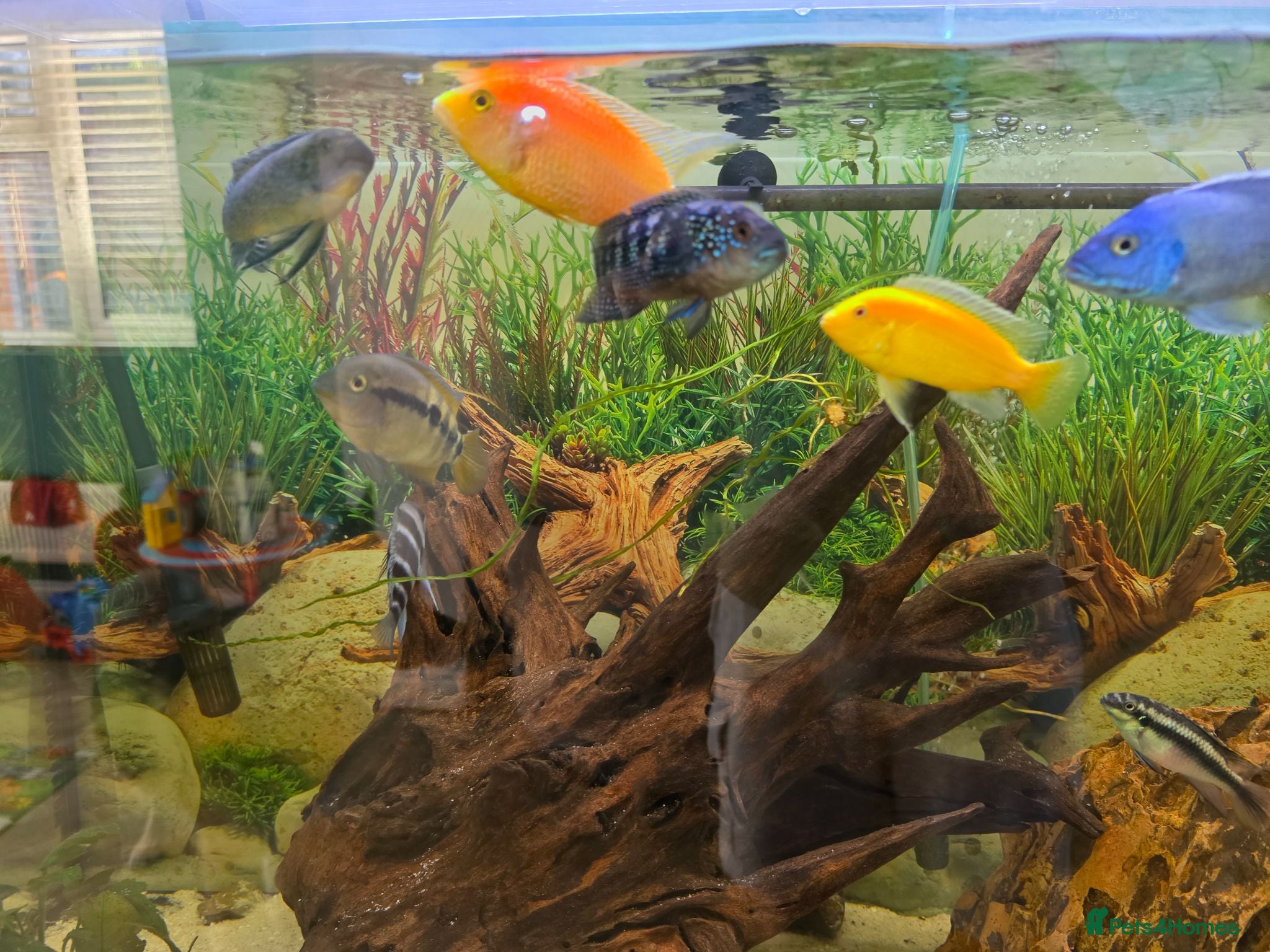 Plecos fish Tropical fish for sale - Advert 5