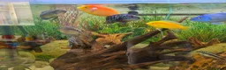 Plecos fish for sale: Tropical fish for sale in Macclesfield - Advert 1