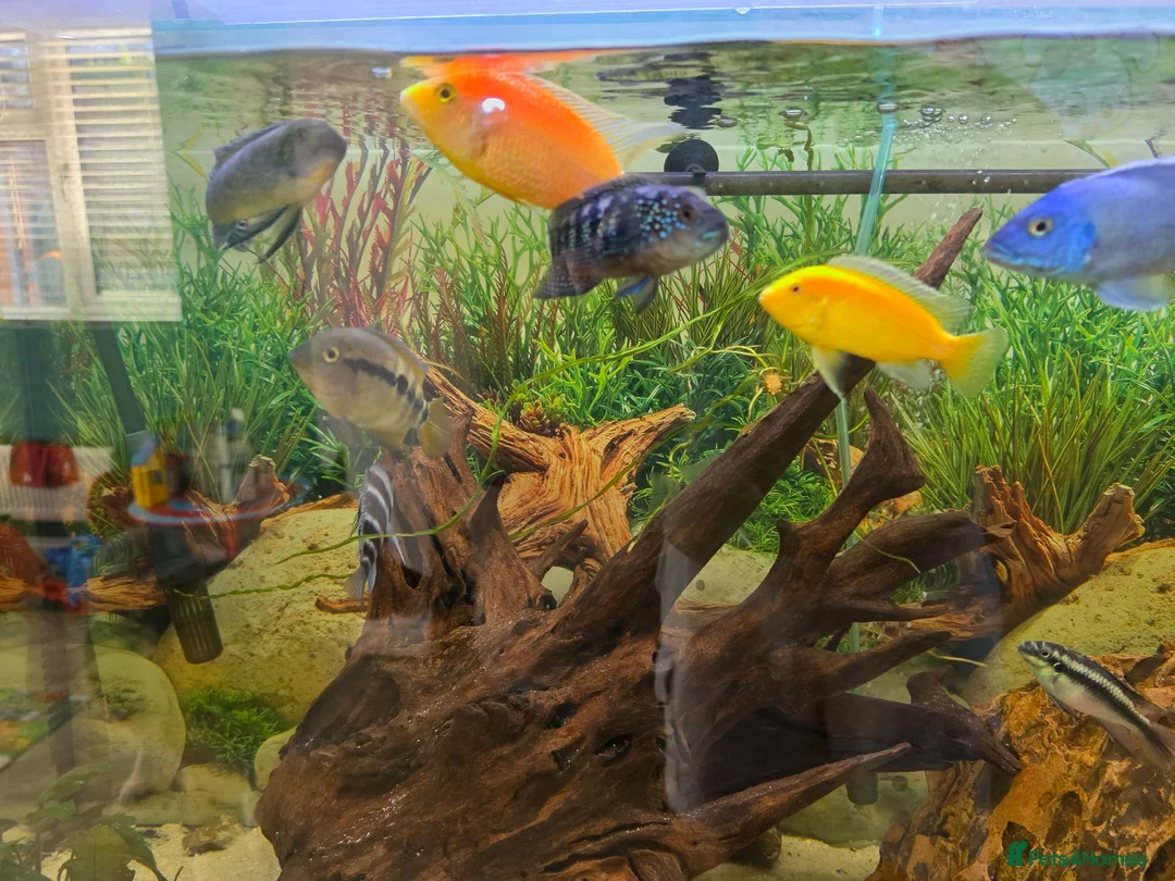 Plecos fish for sale: Tropical fish for sale in Macclesfield - Advert 1