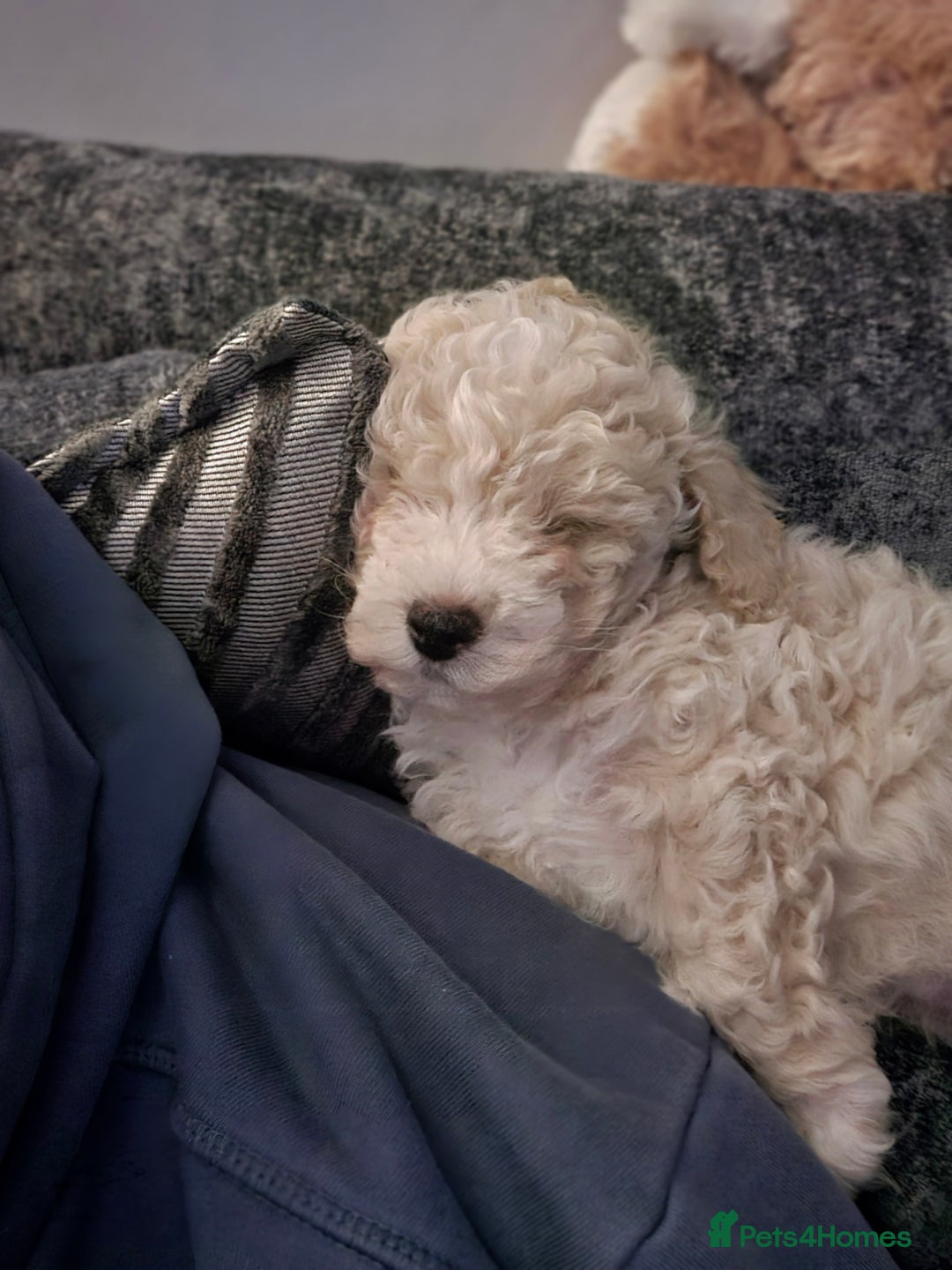 Maltipoo dogs for sale: Maltipoo 10weeks old - Advert 3