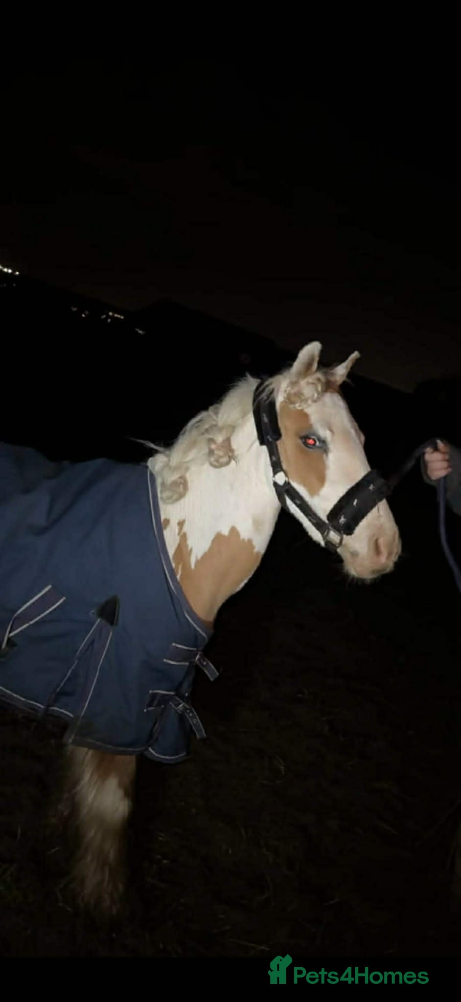 Irish Cob horses Stunning gelding cob  - Advert 5