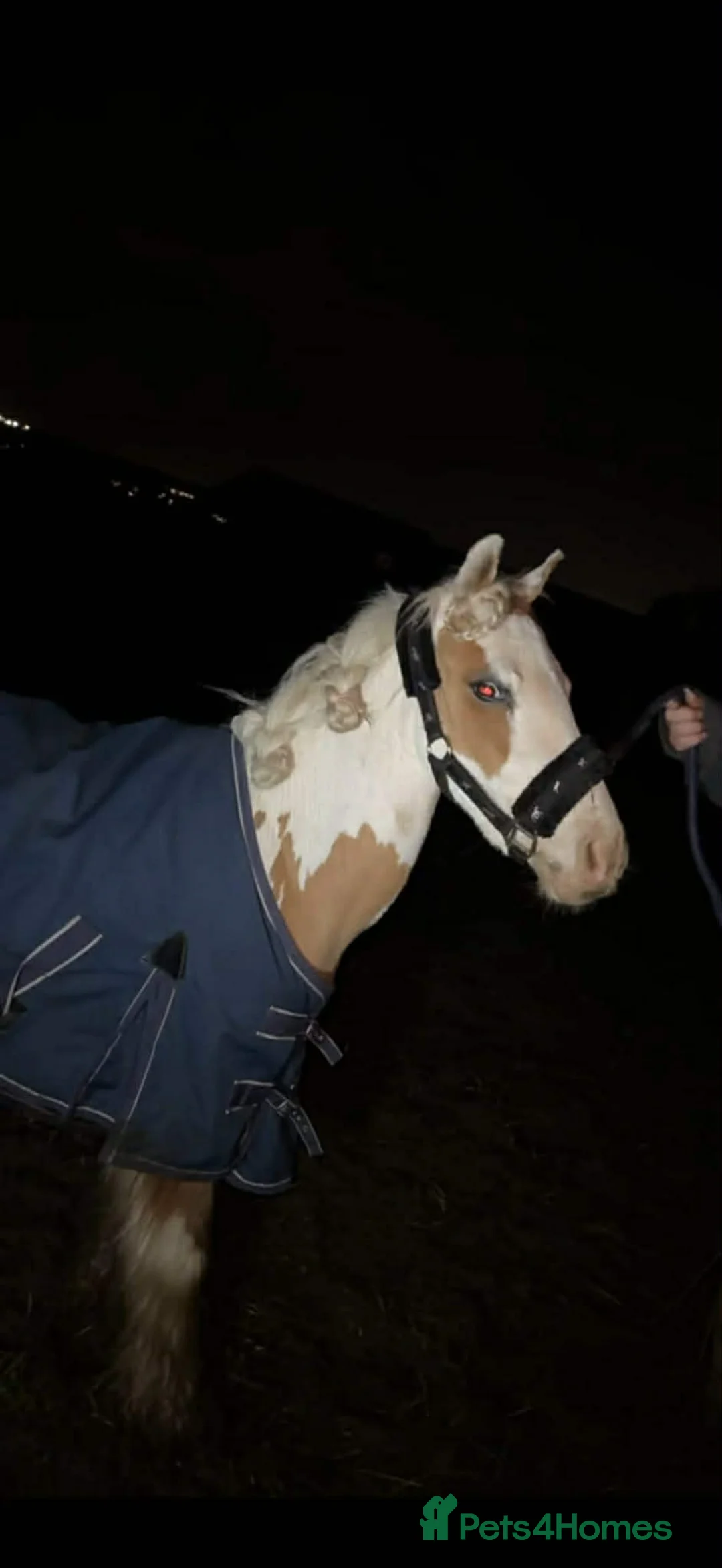 Irish Cob horses for sale: Stunning gelding cob  - Advert 1