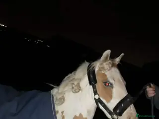 Irish Cob horses Stunning gelding cob - Advert 2