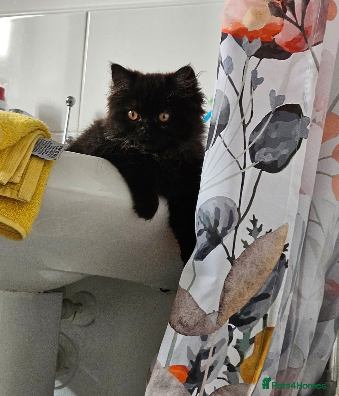 Persian cats for sale: Stunning Persian Boy - Image 19