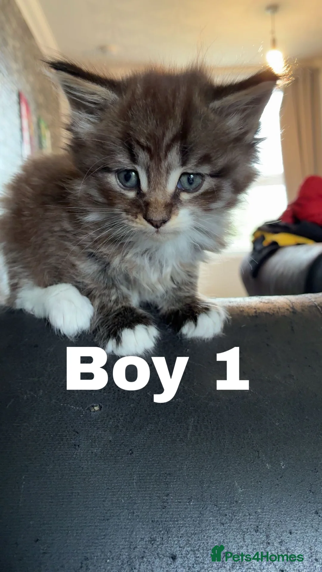 Mixed Breed cats for sale: Mainecoon cross kittens  - Advert 2