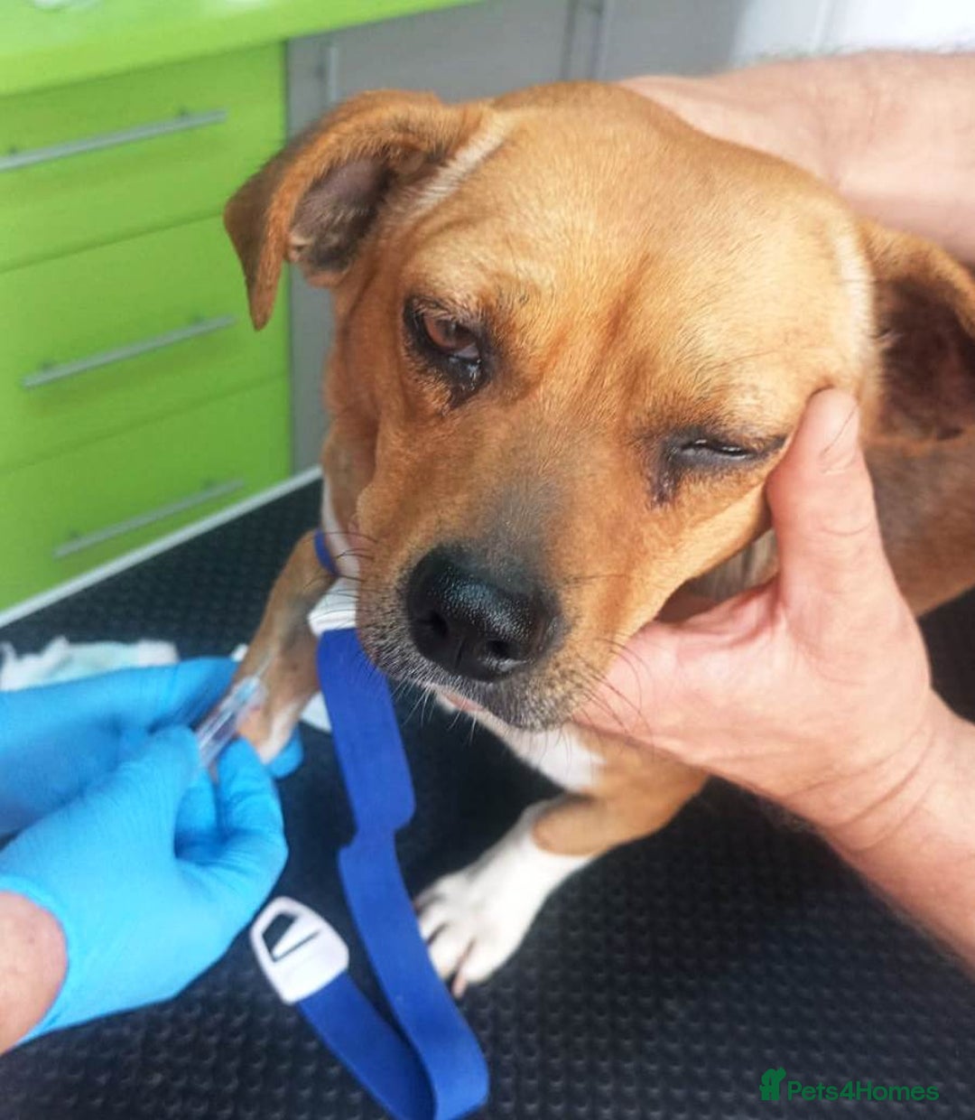 Mixed Breed dogs for adoption: LUCY, a Superb little Girl, for a Loving Home - Image 19