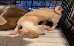 Chihuahua dogs for sale: Chihuahua babies ready now - Image 14