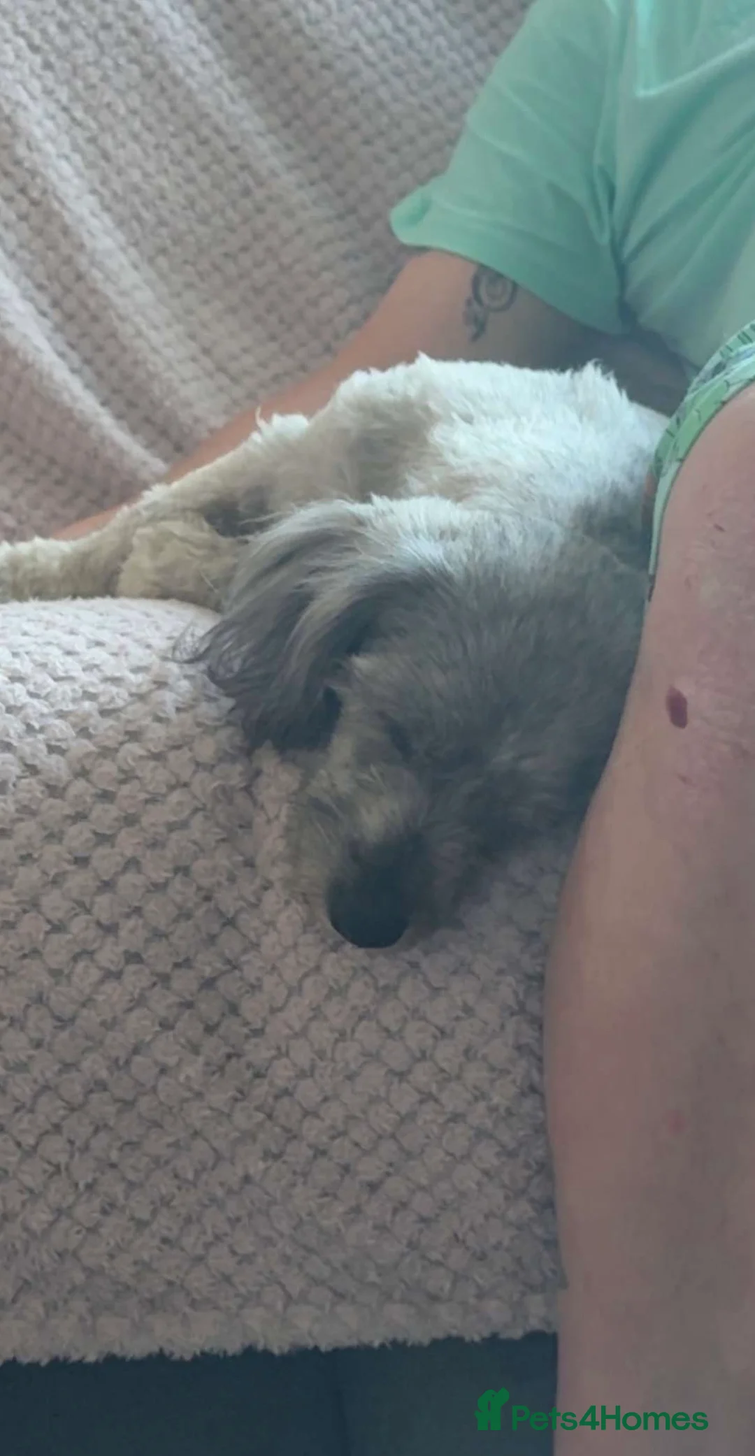 Shihpoo dogs for sale: Beautiful coco looking for a forever home - Advert 4