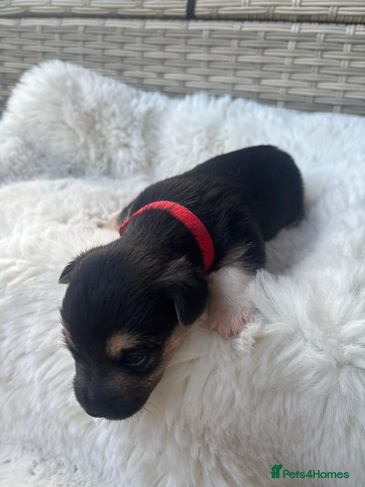 Jack Russell dogs Beautiful Jack Russells  - Advert 2