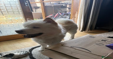 Mixed Breed dogs - Advert 4