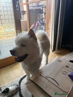 Mixed Breed dogs - Advert 1