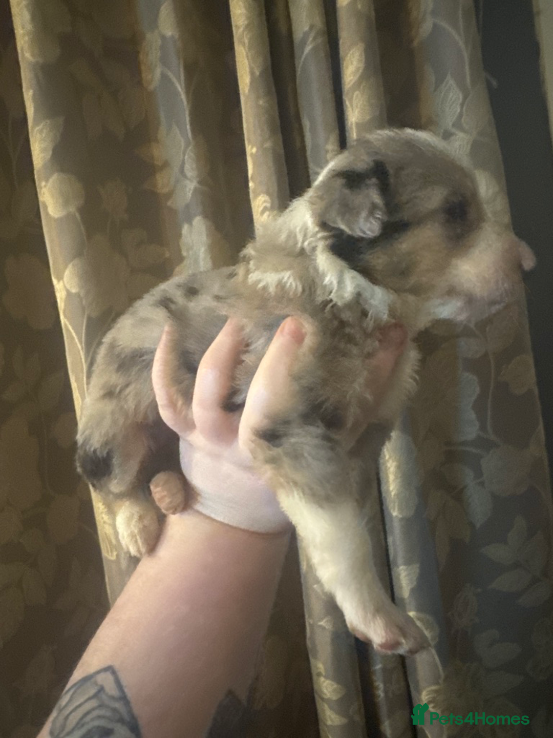 Border Collie dogs for sale: Merle border collies - Advert 8