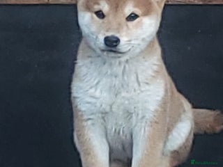 Japanese Shiba Inu dogs Red Japanese Shiba Inu pups - Advert 9