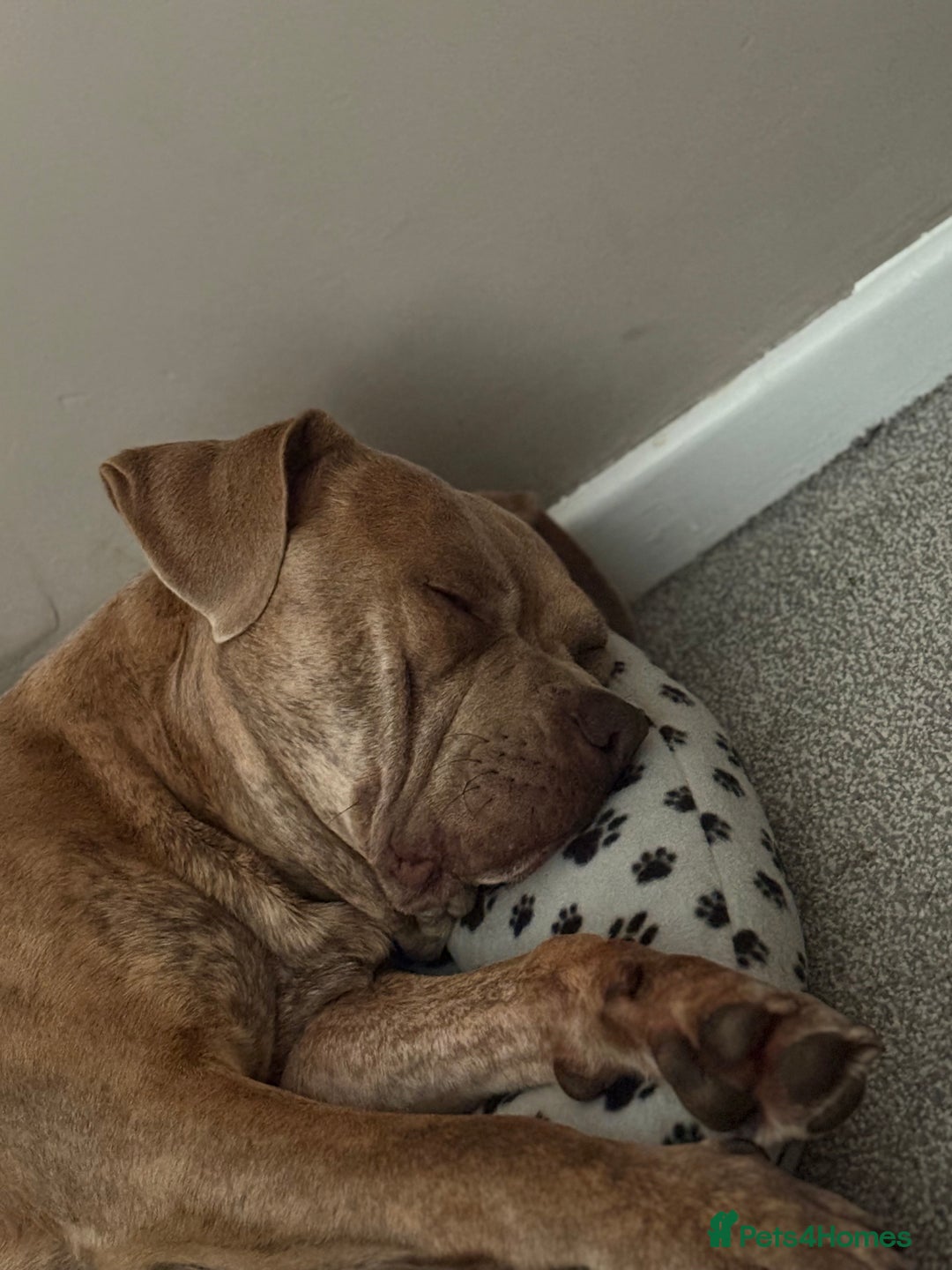 Mixed Breed dogs for sale: StaffyxPocket Bully Needs Re-Home - Advert 2