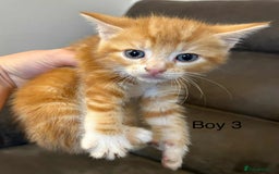 British Shorthair cats for sale: Stunning kittens available  - Image 31