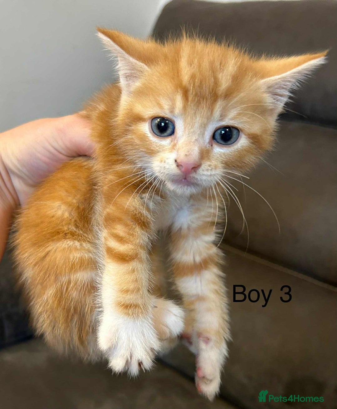 British Shorthair cats for sale: Stunning kittens available  - Image 31