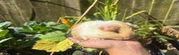 Guinea Pig rodents for sale: Gold & white Coronet Boar  - Advert 5