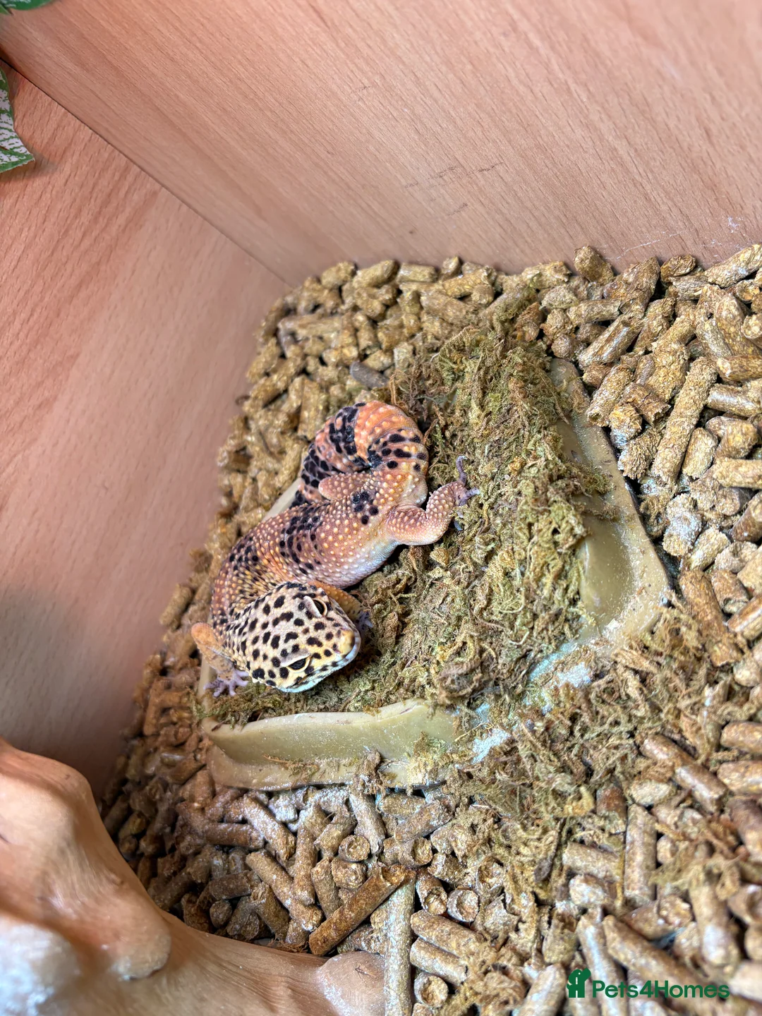 Leopard Gecko reptiles for sale: Male leopard gecko  - Advert 1
