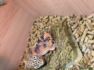 Leopard Gecko reptiles Male leopard gecko - Advert 4