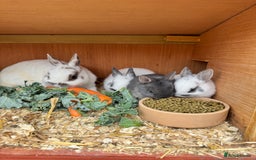Netherland Dwarf rabbits for sale: Netherland dwarf babies - Image 3