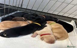 Labrador Retriever dogs for sale: Kc Registered Labradors for sale - Image 1