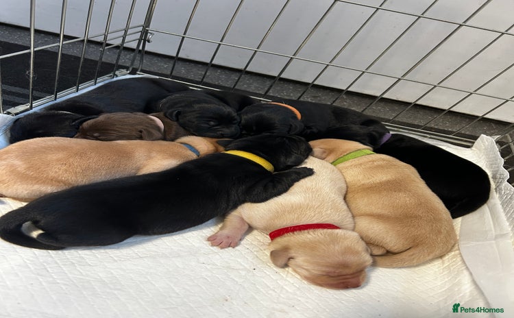 Labrador Retriever dogs - Advert 2