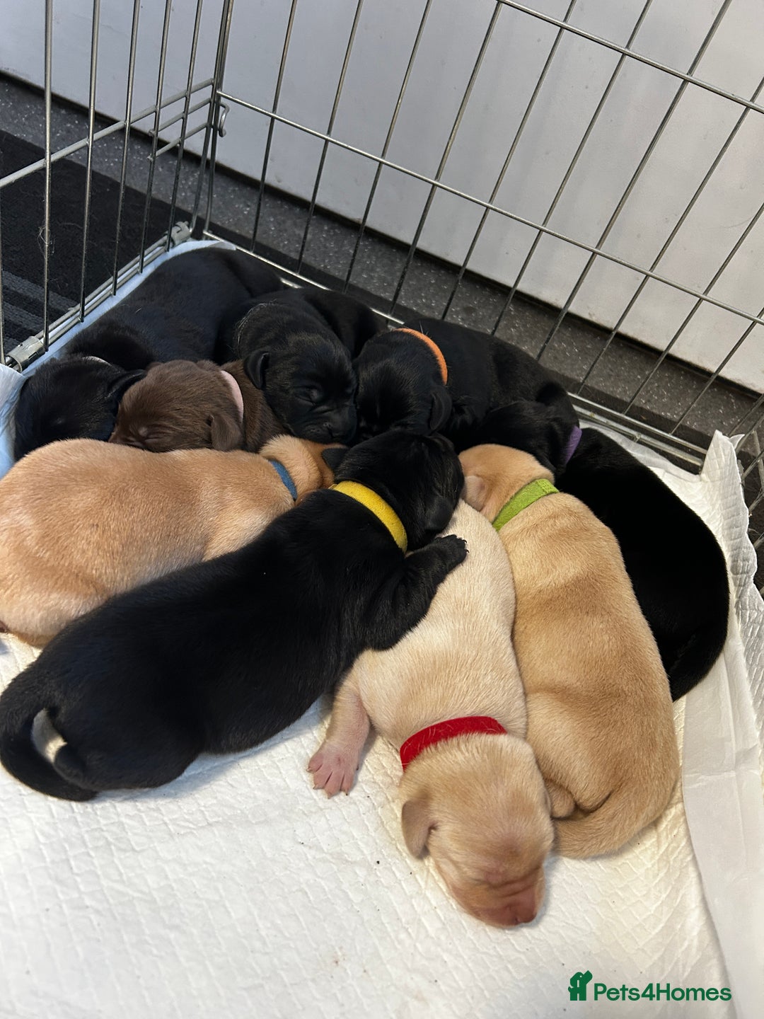 Labrador Retriever dogs for sale: Kc Registered Labradors for sale - Image 1