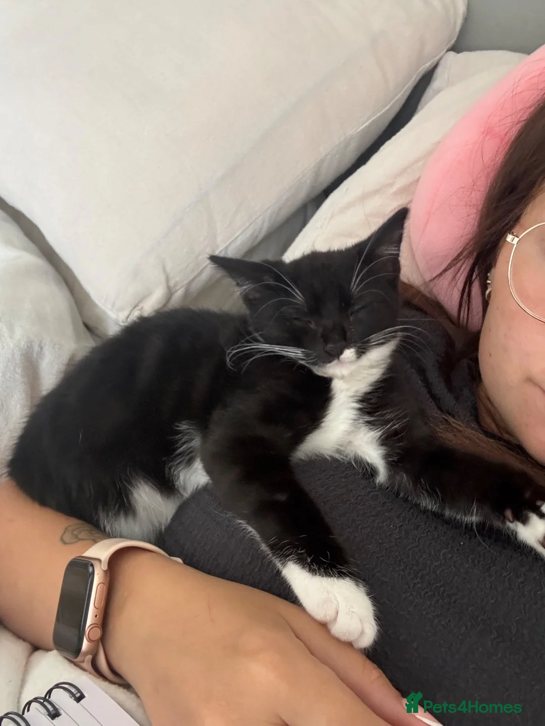 Mixed Breed cats for sale: Black and white cat  - Advert 1