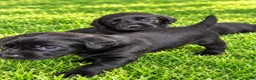 Labrador Retriever dogs for sale: Stunning Working Labrador Puppies - Advert 7