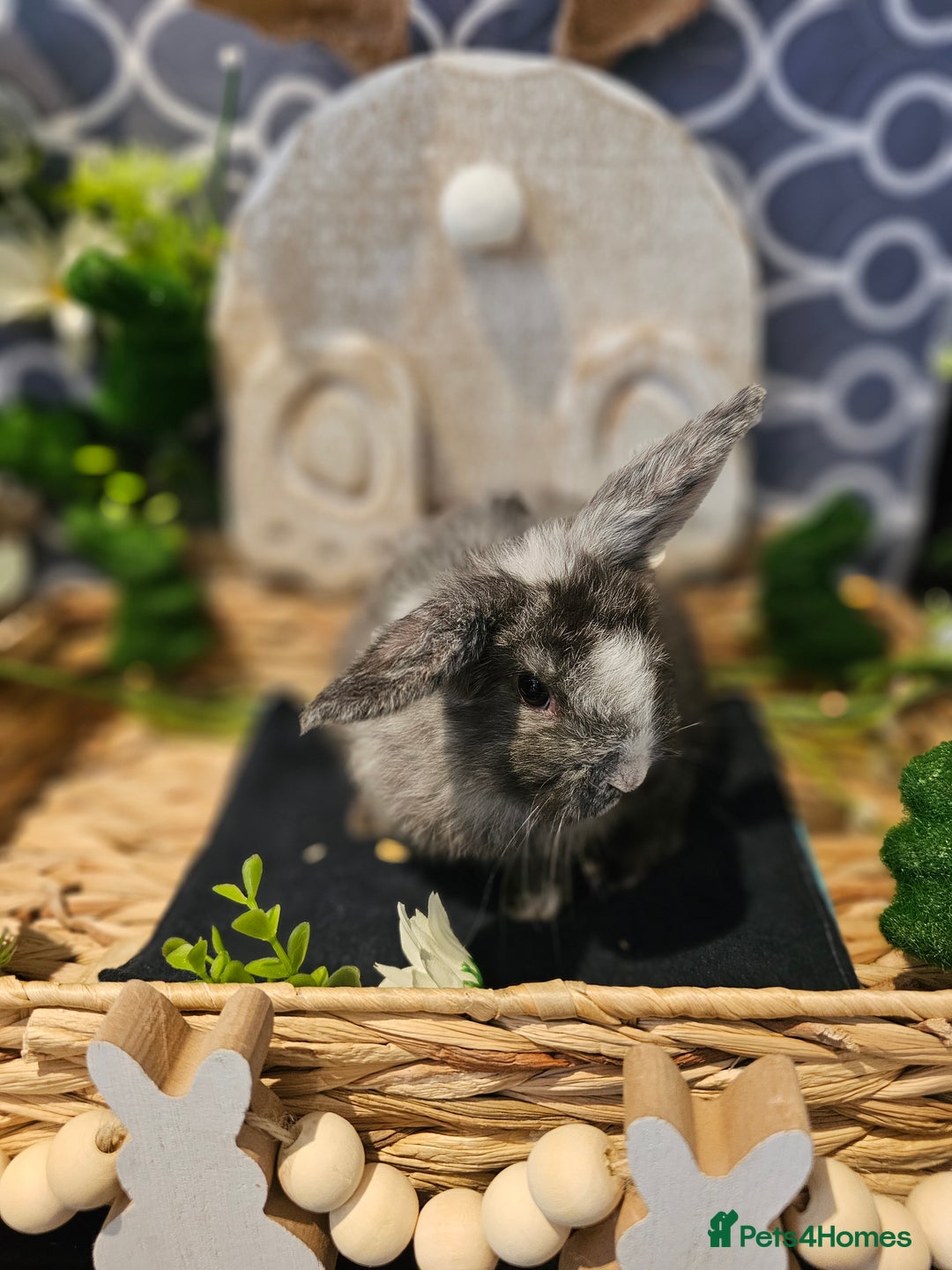 Mini Lop rabbits for sale: Beautiful mini lop babies  - Advert 12