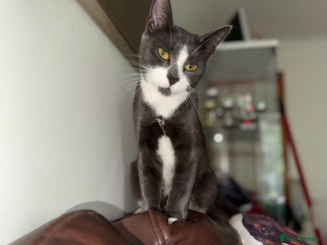 Domestic Shorthair cats for sale: 5 adorable kittens ready now - Image 4
