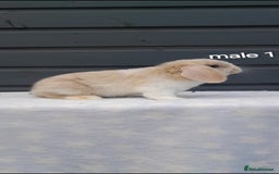 Mini Lop rabbits for sale: Gorgeous mini lop rabbits ready now  - Image 13