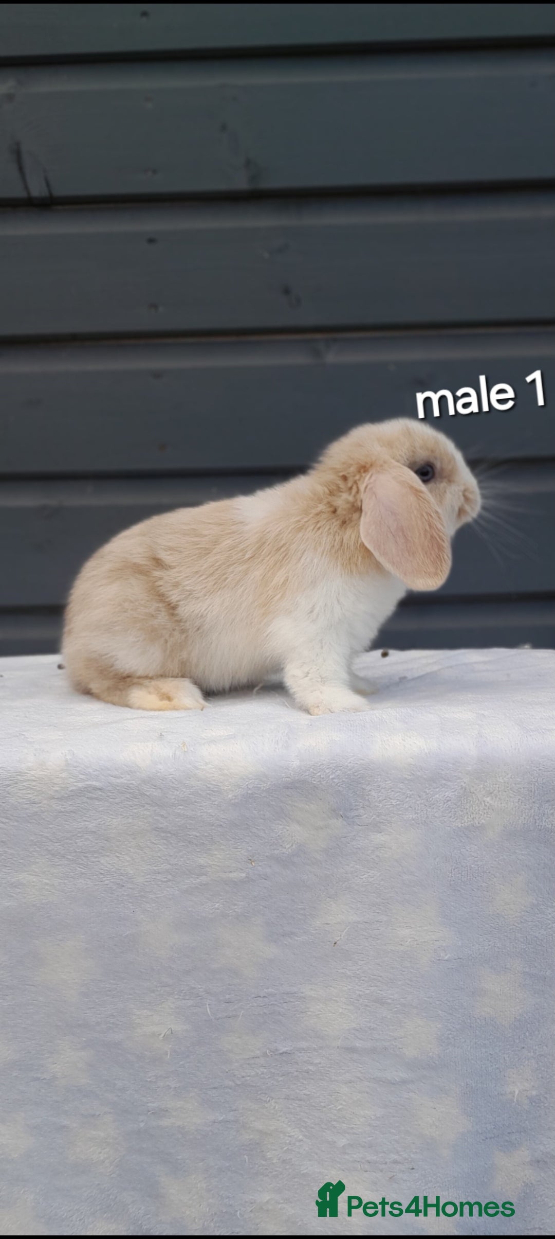 Mini Lop rabbits for sale: Gorgeous mini lop rabbits ready now  - Image 13