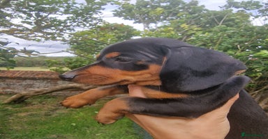 Dachshund dogs in Ware - Advert 2